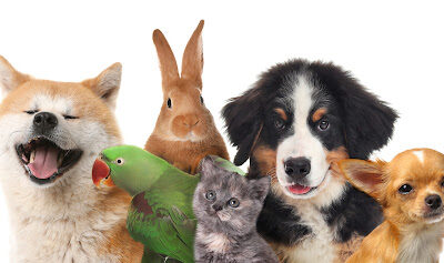 Četveronožni prijatelji u fokusu: u OŠ Vladimir Gortan obilježen Dan kućnih ljubimaca